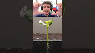 Yeni Kavun Oluşur Mu?