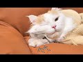 うさぎさんの姿がみえないと思ったら、猫の枕にされてて助けを求めてた