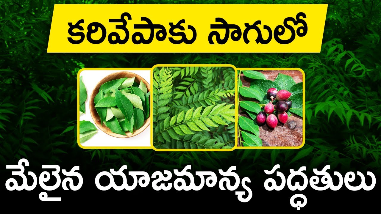 How To Start Curry Leaves Farming in Telugu | కరివేపాకు సాగు | Curry Leaves Cultivation