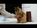 Smart Siberian cat gives a paw🐾 の動画、YouTube動画。