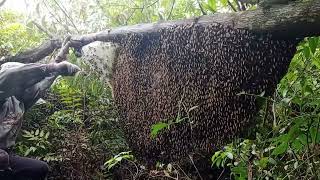 Sarang Terindah,Rendah,Madu Berlimpah #lebah #madu #hutan #alam #panenmadu #maduhutan