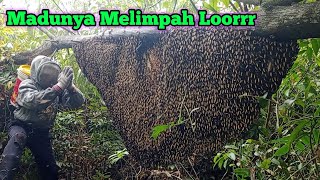 Sarang Terindah,Rendah,Madu Berlimpah #lebah #madu #hutan #alam #panenmadu #maduhutan