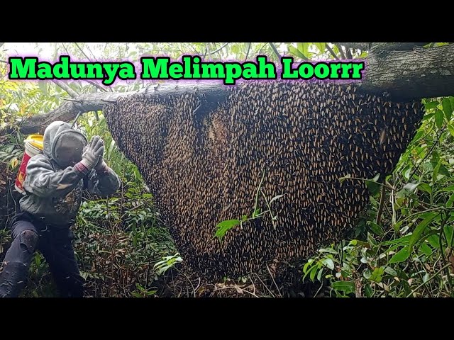 Sarang Terindah,Rendah,Madu Berlimpah #lebah #madu #hutan #alam #panenmadu #maduhutan class=