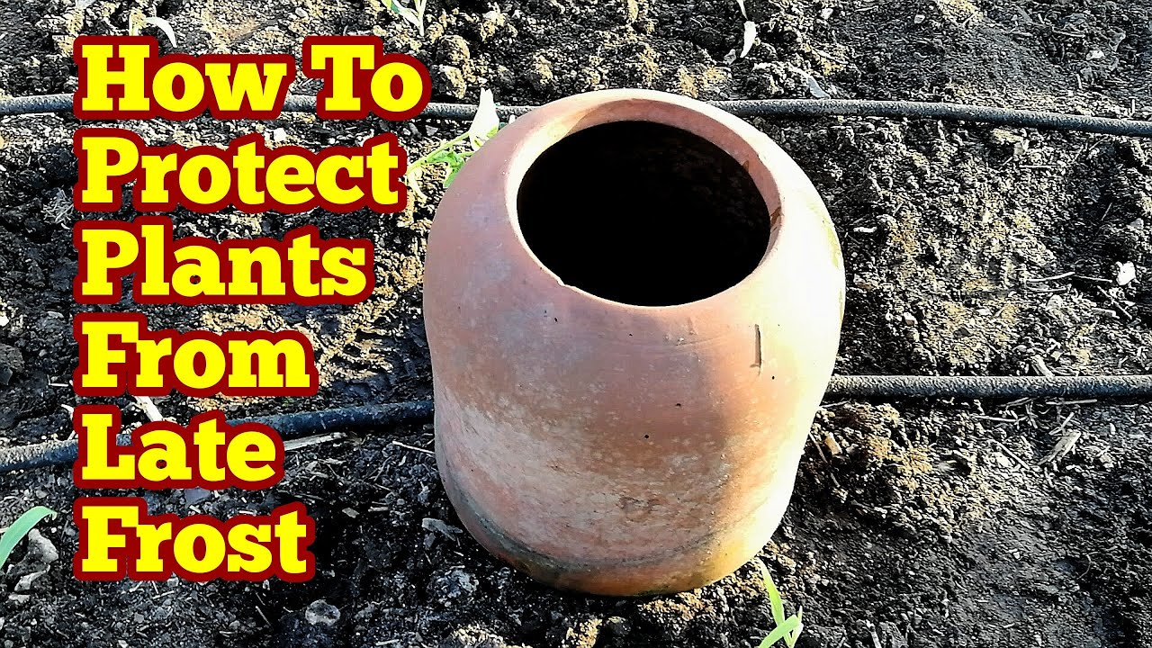 How To Protect Delicate Plants From Late Frost In Spring/ Sweetcorn ...