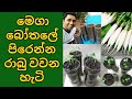 Radish cultivation in Sri Lanka Radish growing at Home in Weste mega bottles