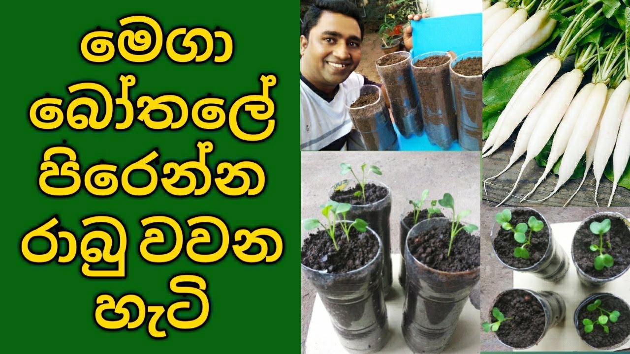 Radish cultivation in Sri Lanka Radish growing at Home in Weste mega bottles