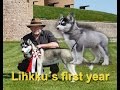 Follow Lihkku's first year with lots of event, Siberian husky