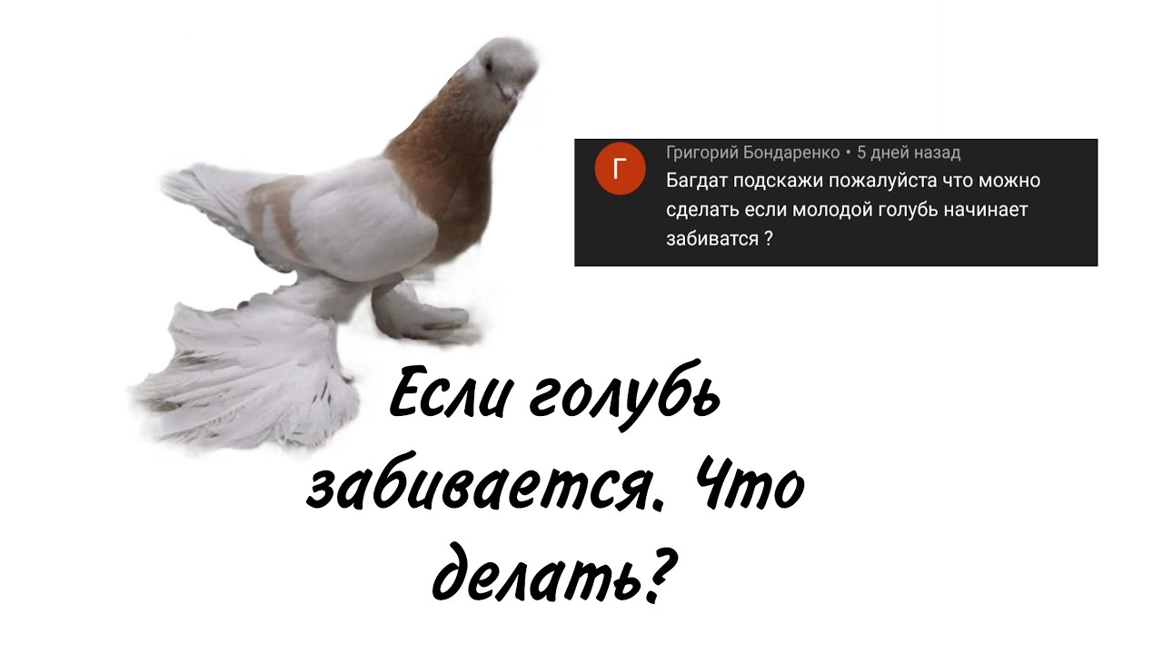 Что делать, если голубь начала забиваться? Мне подсказали методику. Решил с Вами поделится