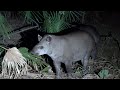 Wildlife of the Pantanal, 2021 - Part II