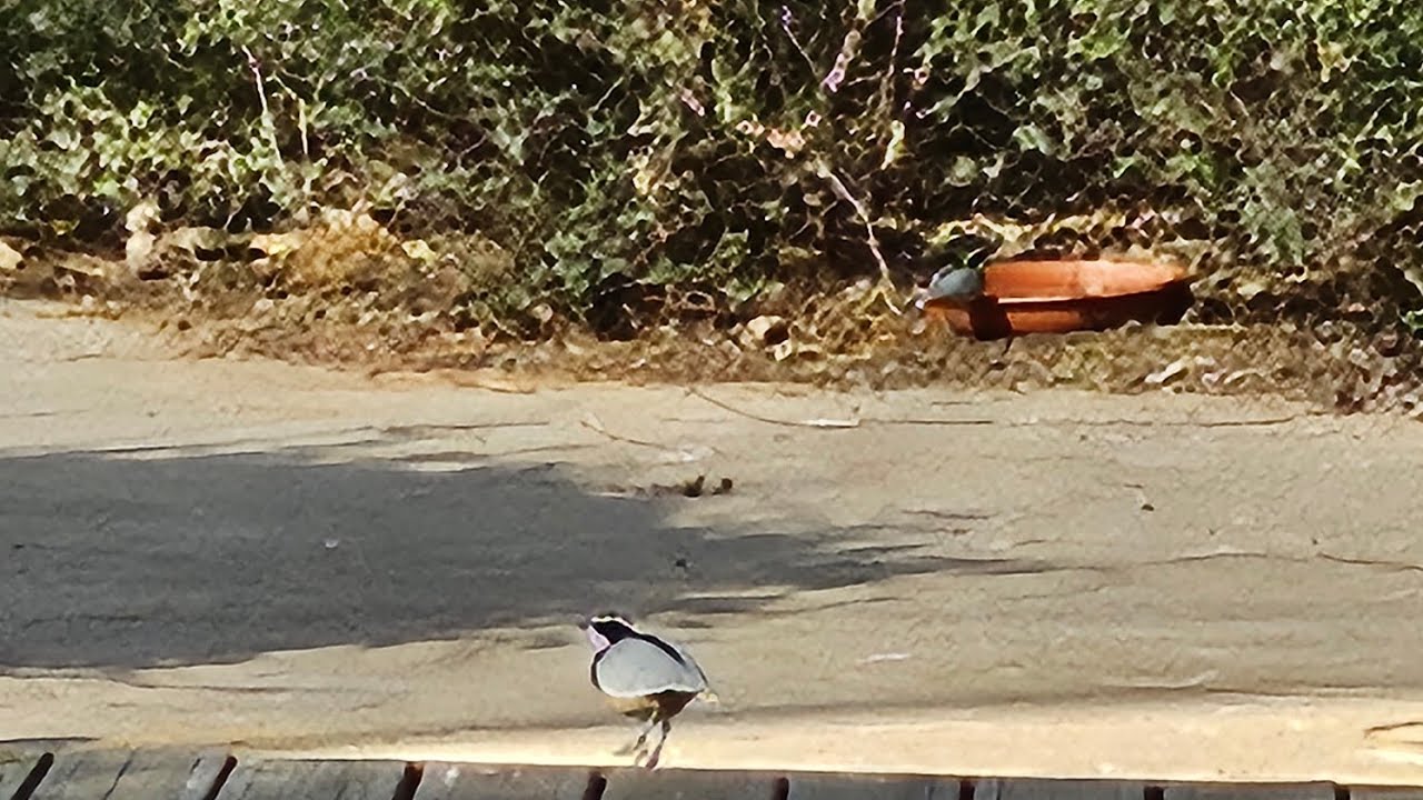 SHARJAH SAFARI PARK ( bronze ticket) 🌳 🐦