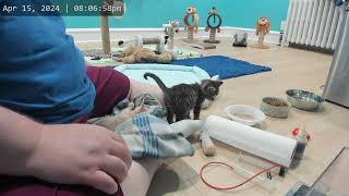 Kitkat Playroom: Wyatt Hits 1lb! by Kitkat Playroom 2,301 views 12 days ago 13 minutes