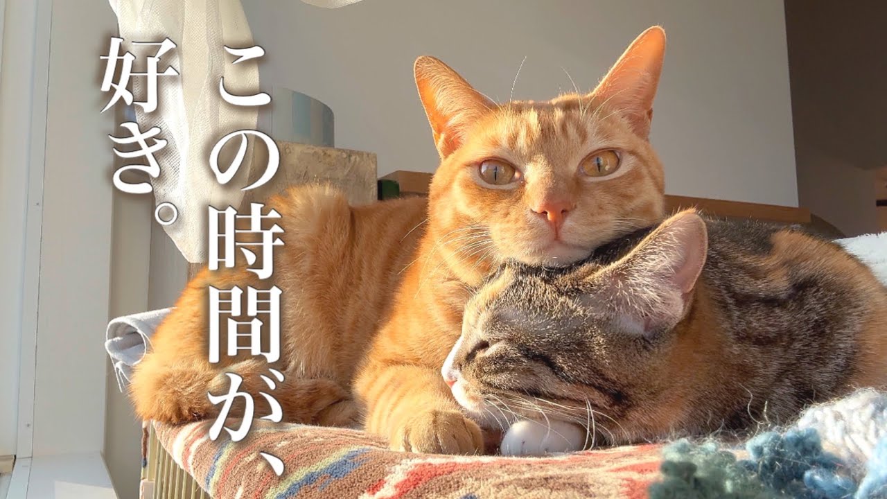 何も起きない時間が、誰かの支えになることもある—日向ぼっこの窓辺よりQuiet MomentsCan Be Someone’s Support— From a Sunny Window