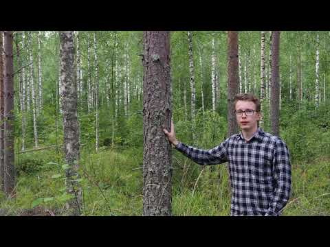 Video: Kuinka Lasketaan Metsän Tilavuus