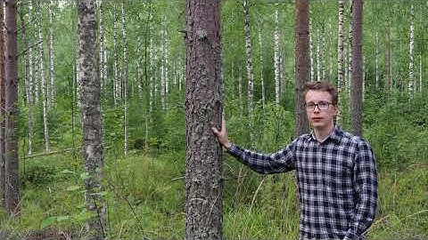 Metsäsijoittamisen maailma: Metsän arvonmääritys, Vlog 1