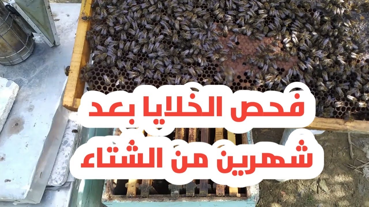 فخص خلايا النحل في الشتاء