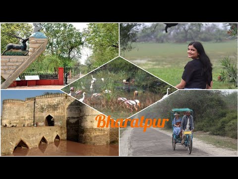 Bharatpur | Road trip from Delhi | Bharatpur Bird Sanctuary | Lohagarh Fort & Museum