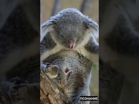 Videó: Koala – erszényes medve és védtelen