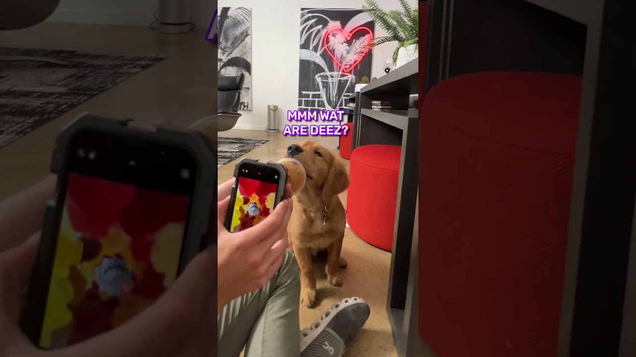 What a hungry puppy looks like...