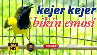 Sogon Fighter Langsung Respon Dengar Suara Sogon Gacor 34