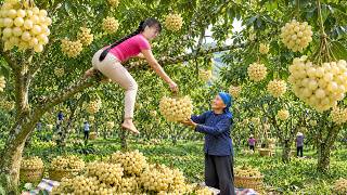 Harvest The Sweet Longan Quickly 😱 Goes to market sell & Take Care Animals screenshot 5