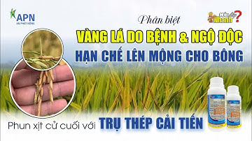 APN - PHÂN BIỆT VÀNG LÁ DO BỆNH & NGỘ ĐỘC, HẠN CHẾ LÊN MỘNG TRÊN BÔNG VỚI TRỤ THÉP CẢI TIẾN #apn