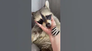 Один день из жизни енота Темы