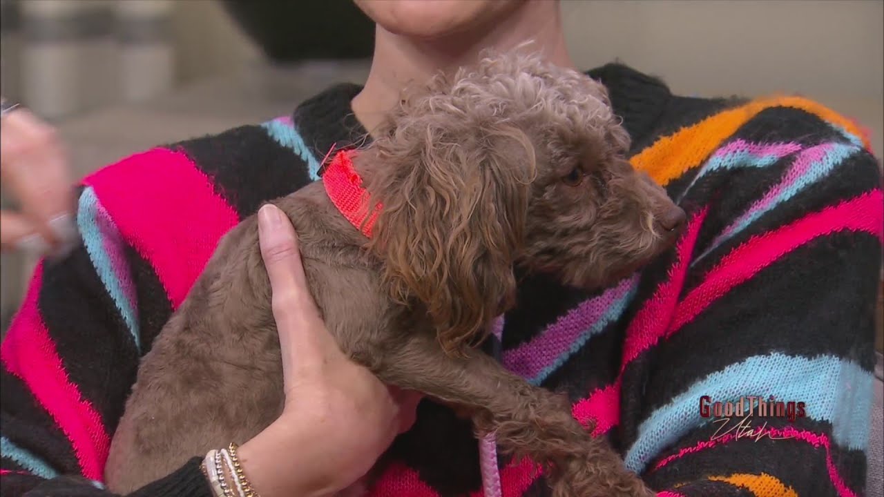 Donate to pet pantries to help families struggling to feed their pets