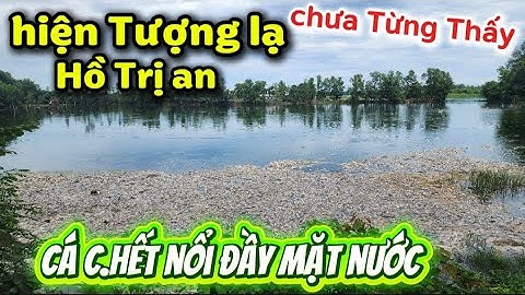 hiện Tượng lạ cá c.hết nổi Đầy hồ Trị an đồng nai