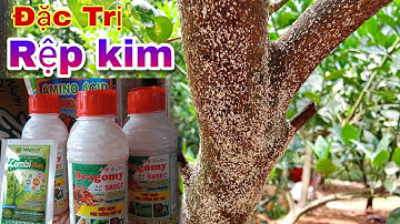 Cách Trị RỆP KIM Hiệu Quả Nhất/loại thuốc đặc trị rệp kim trên cây cam, bưởi