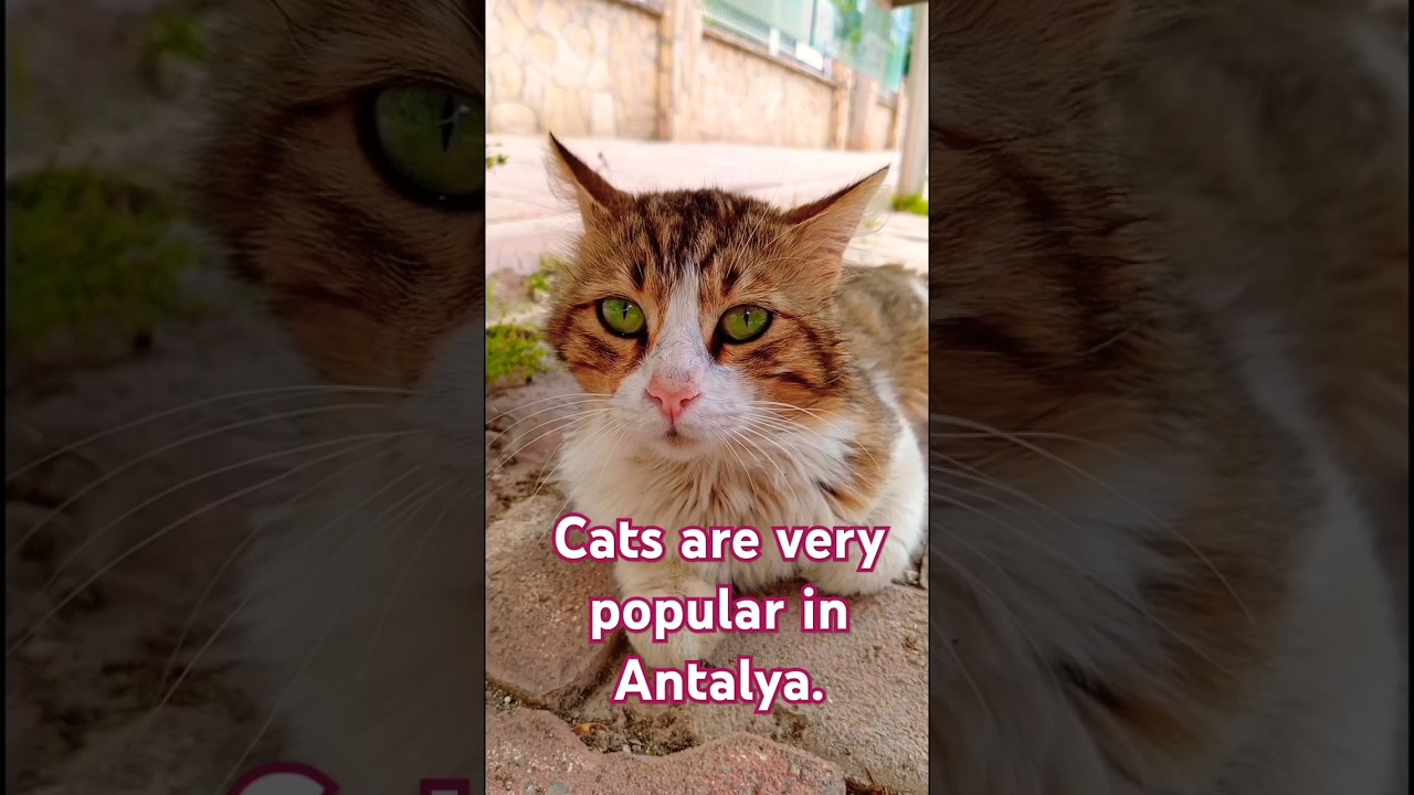 Cats are very popular in Antalya. 