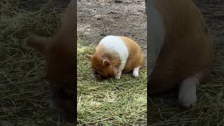 Baby Wyatt! Registered Kunekune boar for our ranch breeding program.