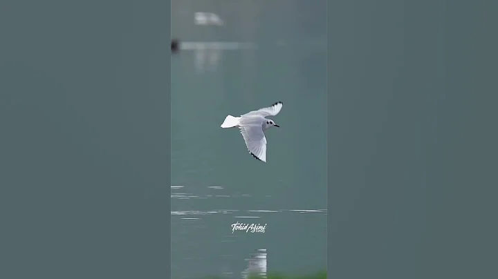 Bonaparte’s Gull #birdsofyoutube #wildlife #birdlovers #birds #inflight #gulls #bonapartsgull - DayDayNews