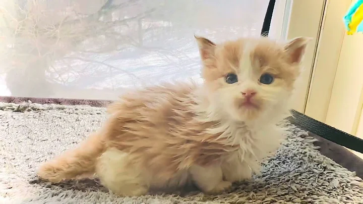 Watch the video about Maine Coon Female Polydactyl available come mid April 🧡🤍