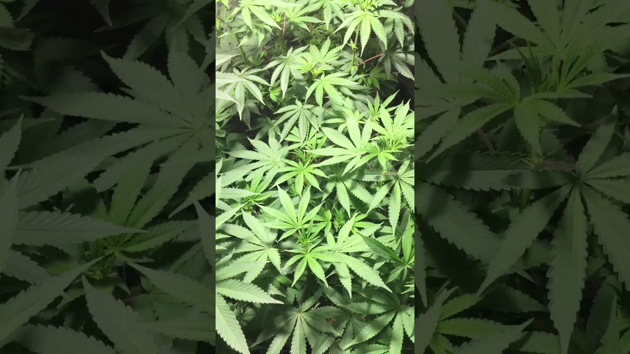 Flower Tent with Cannarado genetics, Humboldt seed organization, and Swampboys strains.