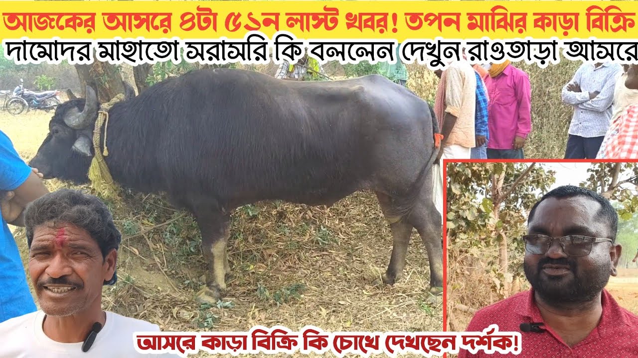 আসরে কাড়া বিক্রি/ দামোদর মাহাতো কি বললেন দেখুন! তপন মাঝি এবং মেলা কমেটিকে!