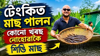কোনো খৰছ নকৰাকৈ টেংকিত শিঙি মাছ পালন।Fish farming। fish farming in water tanks। Tank fish farming 