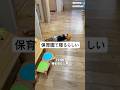 #お肉丸#子供のいる暮らし#家族#日常#vlog