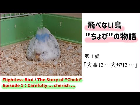 【飛べない鳥 ”ちょび”の物語】第1話 「大事に…大切に…」【セキセイインコ】
