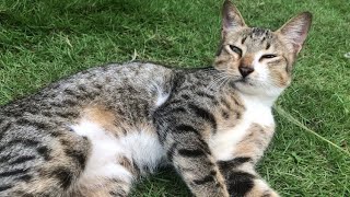Lucu Banget , bermain kucing kampung di rumput #kucing #cat by RINO PRIATAMA 228 views 1 month ago 4 minutes, 49 seconds