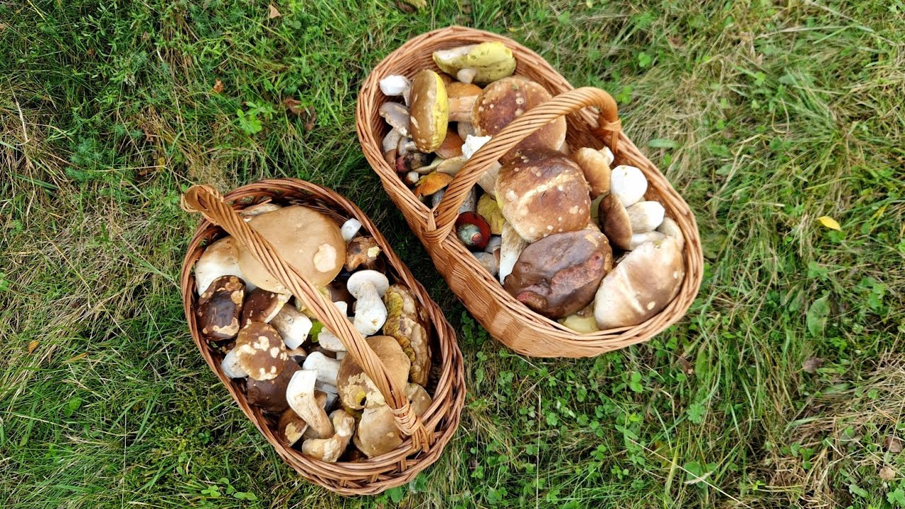 HRÍBY v plnej sile, PLNÉ KOŠE v polke OKTÓBRA! 🍄‍🟫🍄‍🟫 17.10.2025