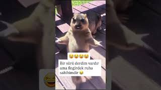 Derdim Çok Ama Ruhum Fingirdek Engel Olamıyorum