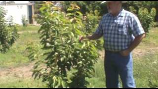 Part 1, A visit to Burylson Enterprises Cherry Orchard, Orland California 95963