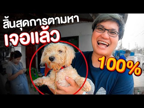 สิ้นสุดการตามหา เจอน้องหมาแล้ว ตัวนี้ 100% กับภารกิจตามหาน้องหมาถูกทิ้ง(ตอนจบ) - พี่วาฬ