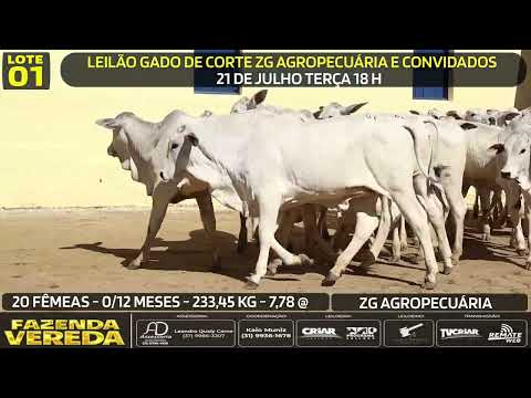 Lote 01 - 20 FÊMEAS - 0/12 M - 233,45 Kg - 7,78 @