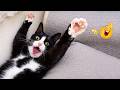 WHEN CATS ARE IN THEIR MOOD 🤣 | FUNNY CAT CLIPS 🐱
