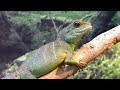 3 hours The beauty of nature's sounds #relaxing #naturebeauty  #video #satisfying #sound