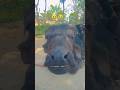 mar denge sale ko #comedy #viral #funny #video