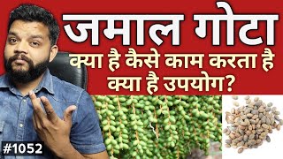 जमालगोटा कैसे काम करता है 🔥 Jamal Gota Uses, Precaution,Dose & Side Effects In Hindi Resimi