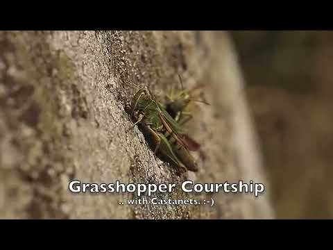 Grasshopper courtship ... with Castanets. ;-)