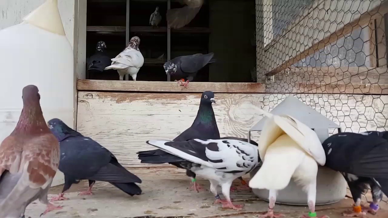 Jack.johnson tipplers